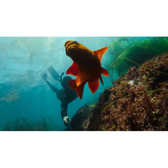 Αξεσουάρ Action Κάμερας GoPro Extension Pole - Μαύρο image 8