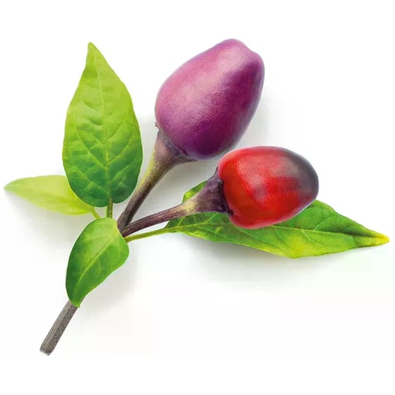 Κάψουλες Click and Grow 3 Τμχ - Μωβ Πιπεριά Chilli image 2