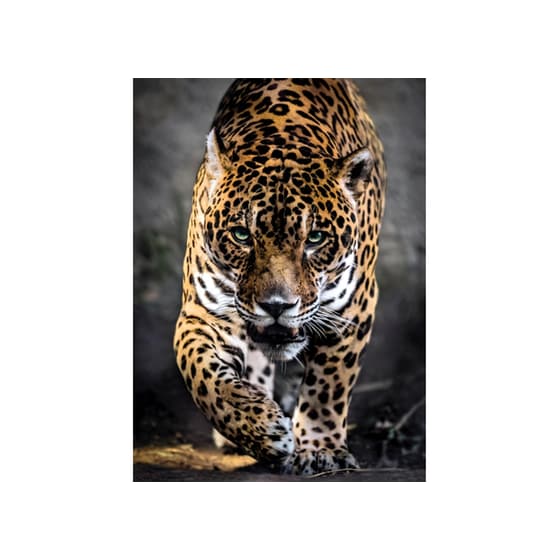 Παζλ Clementoni High Quality Ιαγουάρος (1000 Κομμάτια) image 1