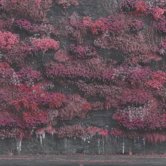 Even In Arcadia (LP) image 0