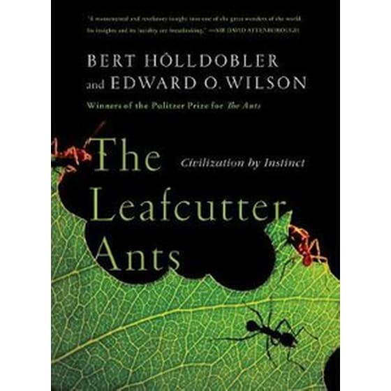 Leafcutter Ants image 0