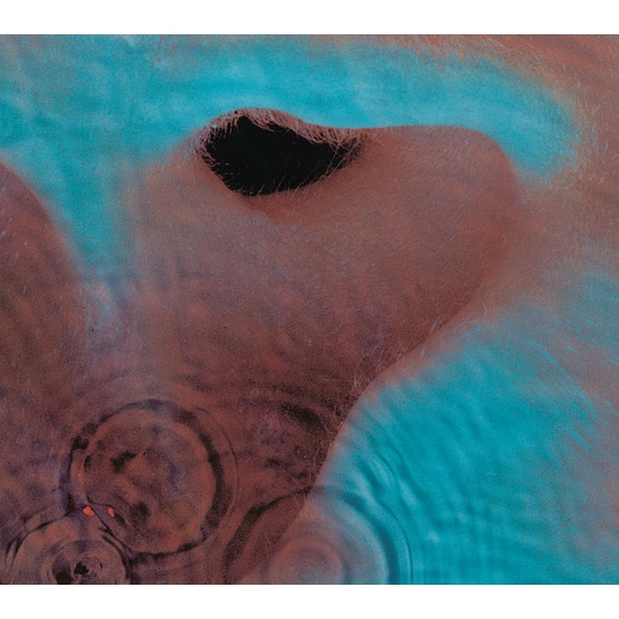 Meddle image 0