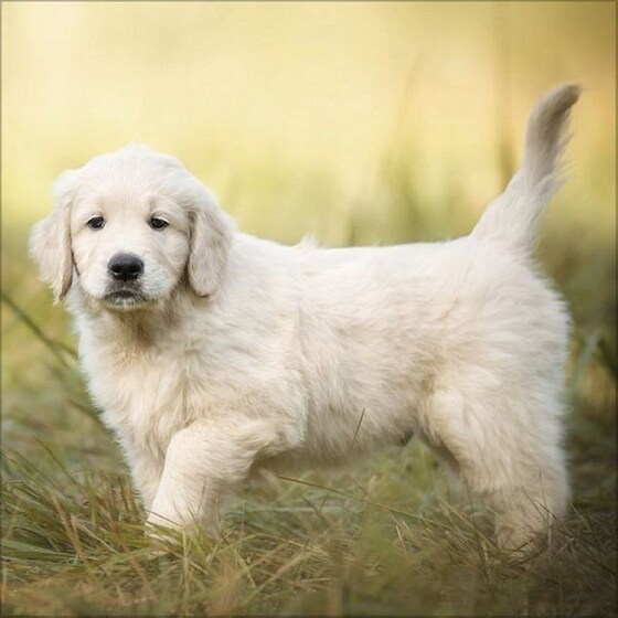Ημερολόγιο Τοίχου 2025 Retriever image 3