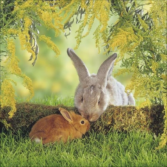 Ημερολόγιο&nbsp;Τοίχου Korsch Verlag 2026 Kaninchen image 4