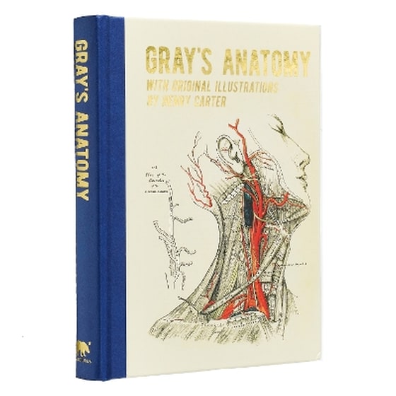 Gray's Anatomy image 0