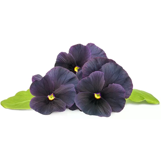 Κάψουλες Click and Grow 3 Τμχ - Μαύρος Πανσές image 2