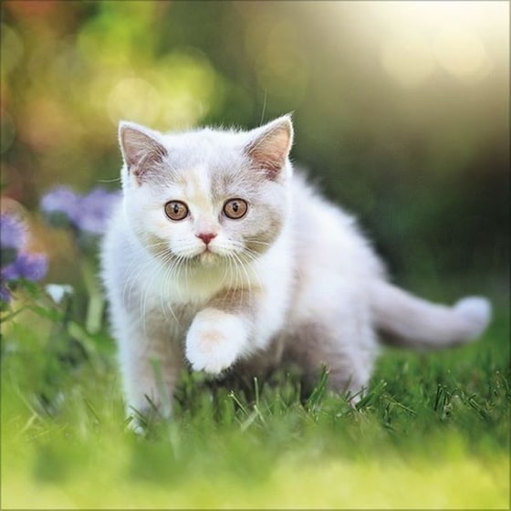 Ημερολόγιο Τοίχου 2025 Cats image 6