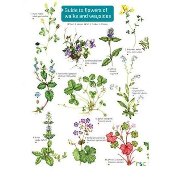 Guide to flowers of walks and waysides 2017 image 0
