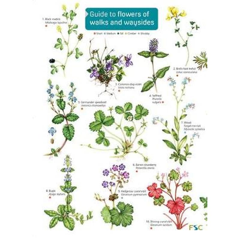 Guide to flowers of walks and waysides 2017