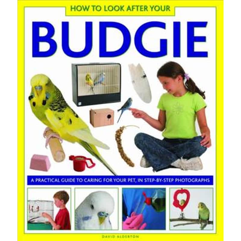 How to Look After Your Budgie