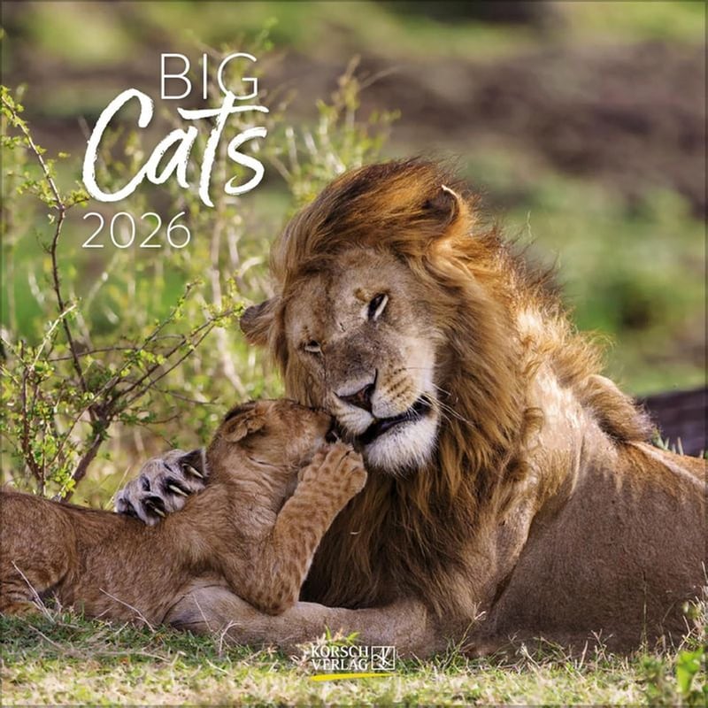 Ημερολόγιο Τοίχου Korsch Verlag 2026 Big Cats