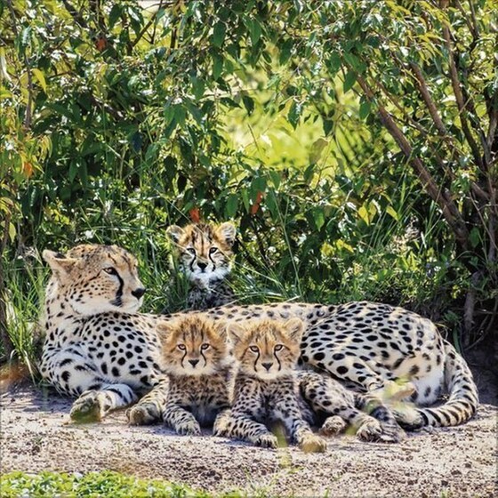Ημερολόγιο Τοίχου 2025 Big Cats image 7