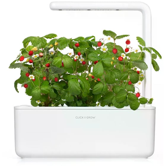 Κάψουλες Click and Grow 3 Τμχ - Άγρια Φράουλα image 1