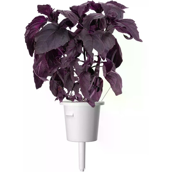 Κάψουλες Click and Grow 3 Τμχ - Κόκκινος Βασιλικός image 2