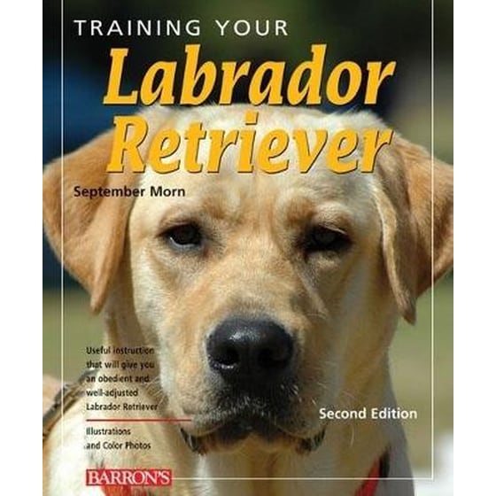 Training Your Labrador Retriever image 0